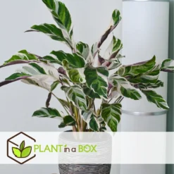 Calathea 'white Fusion' - Pot ⌀14cm - H.30-40cm (hauteur Pot Incluse) -Jardin Harmonie Soldes Boutique 6423335ed559f6.10005262