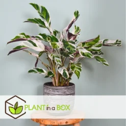 Calathea 'white Fusion' - Pot ⌀14cm - H.30-40cm (hauteur Pot Incluse) -Jardin Harmonie Soldes Boutique 6423335ee30885.64669425