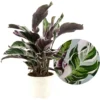 Calathea 'white Fusion' - Pot ⌀14cm - H.30-40cm (hauteur Pot Incluse) -Jardin Harmonie Soldes Boutique 6423335ee80741.51158729