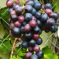 Vigne 'muscat De Hambourg' - Conteneur 3l - Taille 60/100cm