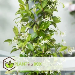 Jasmin Xl - Set De 2 - Vigne Grimpante - Pot 17cm - Hauteur 110-120cm -Jardin Harmonie Soldes Boutique 6426d296c62e83.77898784