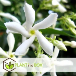 Jasmin Xl - Set De 2 - Vigne Grimpante - Pot 17cm - Hauteur 110-120cm -Jardin Harmonie Soldes Boutique 6426d296d6b130.43381225