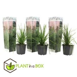 Cortaderia Selloana - Set De 3 - La Pampa - Rose - Pot 9cm - Hauteur 25-40cm -Jardin Harmonie Soldes Boutique 6426d369e927f1.72858319