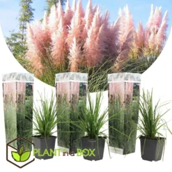 Cortaderia Selloana - Set De 3 - La Pampa - Rose - Pot 9cm - Hauteur 25-40cm -Jardin Harmonie Soldes Boutique 6426d369ed3477.62160885
