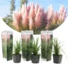 Cortaderia Selloana - Set De 3 - La Pampa - Rose - Pot 9cm - Hauteur 25-40cm -Jardin Harmonie Soldes Boutique 6426d369f1e581.81219412