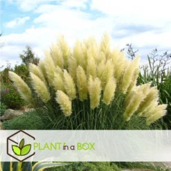Cortaderia Selloana - Set De 3 - La Pampa - Blanc - Pot 9cm - Hauteur 25-40cm -Jardin Harmonie Soldes Boutique 6426d36bc2a668.31887290
