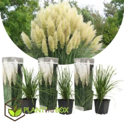 Cortaderia Selloana - Set De 3 - La Pampa - Blanc - Pot 9cm - Hauteur 25-40cm -Jardin Harmonie Soldes Boutique 6426d36bcbe739.61225323