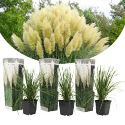 Cortaderia Selloana - Set De 3 - La Pampa - Blanc - Pot 9cm - Hauteur 25-40cm