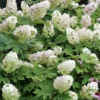 Hortensia à Feuilles De Chêne Ou Hydrangea Quercifolia -Jardin Harmonie Soldes Boutique 6426d36f3fb197.35240617