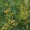 Mimosa 4 Saisons - Le Plant 50/60 Cm En Pot -Jardin Harmonie Soldes Boutique 6426d374347d18.69140423