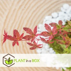 Acer Palmatum 'beni Maiko' - érable Du Japon - Pot 19cm - Hauteur 60-70cm -Jardin Harmonie Soldes Boutique 6426d375c7d192.60013909