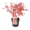 Acer Palmatum 'beni Maiko' - érable Du Japon - Pot 19cm - Hauteur 60-70cm -Jardin Harmonie Soldes Boutique 6426d375d96087.09576645