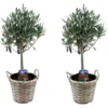 Olea Europaea - Set De 2 - D'olivier Dans Un Panier - Pot 14cm - Hauteur 45-55cm -Jardin Harmonie Soldes Boutique 6426d381ab70a8.82908966