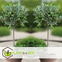 Olea Europaea - Set De 2 - D'olivier Dans Un Panier - Pot 14cm - Hauteur 45-55cm -Jardin Harmonie Soldes Boutique 6426d381b49471.23857350