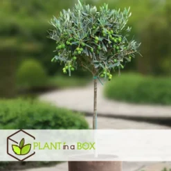 Olea Europaea - Olivier Sur Tige - Set De 2 - Pot 19cm - Hauteur 80-90cm -Jardin Harmonie Soldes Boutique 6426d3825e57d0.88982353