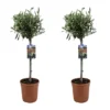 Olea Europaea - Olivier Sur Tige - Set De 2 - Pot 19cm - Hauteur 80-90cm 1 Olea Europaea - Olivier Sur Tige - Set De 2 - Pot 19cm - Hauteur 80-90cm -Jardin Harmonie Soldes Boutique 6426d38265dcf0.74765291