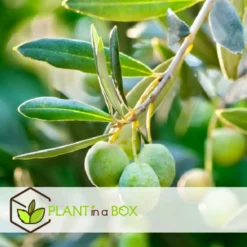 Olea Europaea - Olivier Rustique Sur Tige - Pot 21cm - Hauteur 90-100cm -Jardin Harmonie Soldes Boutique 6426d382deb009.92100906