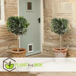 Olea Europaea - Olivier Rustique Sur Tige - Pot 21cm - Hauteur 90-100cm -Jardin Harmonie Soldes Boutique 6426d382e2f8e4.26607915