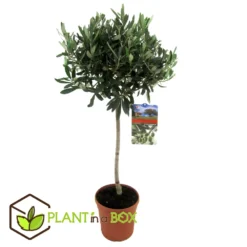 Olea Europaea - Olivier Rustique Sur Tige - Pot 21cm - Hauteur 90-100cm -Jardin Harmonie Soldes Boutique 6426d382ef0902.57259423