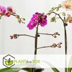 Phalaenopsis Multiflora - Orchidée Pourpre - Pot 12cm - Hauteur 35-45cm -Jardin Harmonie Soldes Boutique 6426d60ae63df7.98128875