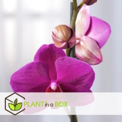 Phalaenopsis Multiflora - Orchidée Pourpre - Pot 12cm - Hauteur 35-45cm -Jardin Harmonie Soldes Boutique 6426d60b053594.26028170