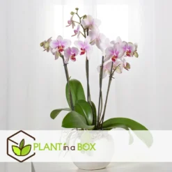 Phalaenopsis Multiflora - Orchidée Rose - Pot 12cm - Hauteur 35-45cm -Jardin Harmonie Soldes Boutique 6426d60b6b23d5.44197038