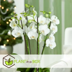 Phalaenopsis Multiflora - Orchidée Blanc - Pot 12cm - Hauteur 35-45cm -Jardin Harmonie Soldes Boutique 6426d60c268081.57320546