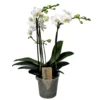 Phalaenopsis Multiflora - Orchidée Blanc - Pot 12cm - Hauteur 35-45cm -Jardin Harmonie Soldes Boutique 6426d60c2b9292.83014456