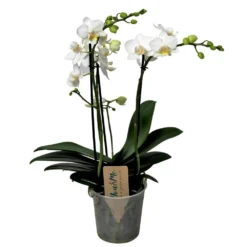 Phalaenopsis Multiflora - Orchidée Blanc - Pot 12cm - Hauteur 35-45cm