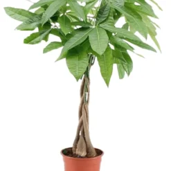 Pachira Aquatica - "money Tree" - Pot 17cm - Hauteur 60-70cm