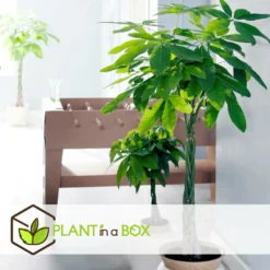 Pachira Aquatica - "money Tree" - Pot 17cm - Hauteur 60-70cm -Jardin Harmonie Soldes Boutique 6426d61134eda5.40007499