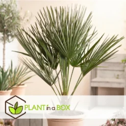 Chamaerops Humilis - Set De 2 - Palmier - Pot 15cm - Hauteur 50-60cm -Jardin Harmonie Soldes Boutique 6426d612834808.83751907