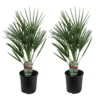 Chamaerops Humilis - Set De 2 - Palmier - Pot 15cm - Hauteur 50-60cm