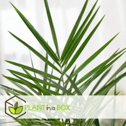 Phoenix Canariensis - Set De 2 - Palmier Dattier - Pot 15cm - Hauteur 50-60cm -Jardin Harmonie Soldes Boutique 6426d6131109f3.42639843