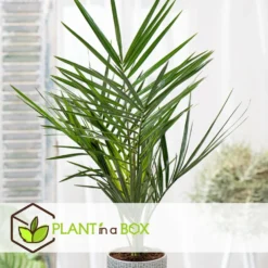 Phoenix Canariensis - Set De 2 - Palmier Dattier - Pot 15cm - Hauteur 50-60cm -Jardin Harmonie Soldes Boutique 6426d6133554d7.01575197