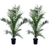 Phoenix Canariensis - Set De 2 - Palmier Dattier - Pot 19cm - Hauteur 80-100cm -Jardin Harmonie Soldes Boutique 6426d613cc3256.78018557