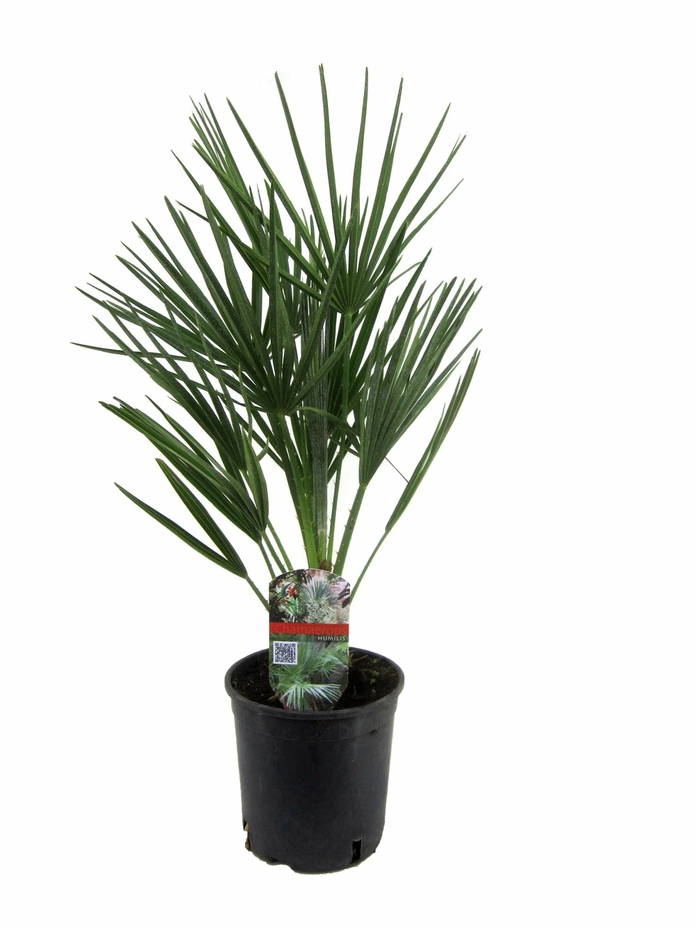 Chamaerops Humilis - Palmier Nain Européen - Pot 15cm - Hauteur 50-60cm 3 Chamaerops Humilis - Palmier Nain Européen - Pot 15cm - Hauteur 50-60cm