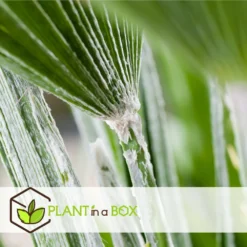 Chamaerops Humilis - Palmier Nain Européen - Pot 15cm - Hauteur 50-60cm 9 Chamaerops Humilis - Palmier Nain Européen - Pot 15cm - Hauteur 50-60cm -Jardin Harmonie Soldes Boutique 6426d6147496f9.18718756