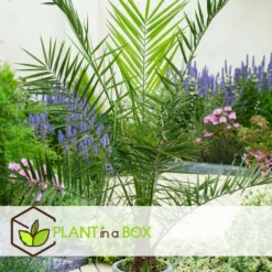 Phoenix Canariensis - Set De 4 - Palmier Dattier - Pot 15cm - Hauteur 50-60cm -Jardin Harmonie Soldes Boutique 6426d614ecd697.43632698