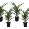 Phoenix Canariensis - Set De 4 - Palmier Dattier - Pot 15cm - Hauteur 50-60cm -Jardin Harmonie Soldes Boutique 6426d61516ae60.45818653