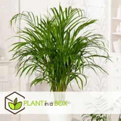 Dypsis Lutescens - Areca Gold Palm - Pot 17cm - Hauteur 60-70cm -Jardin Harmonie Soldes Boutique 6426d615b08ea6.01521839