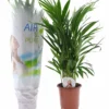 Dypsis Lutescens - Areca Gold Palm - Pot 17cm - Hauteur 60-70cm -Jardin Harmonie Soldes Boutique 6426d615bf8ae5.86870693