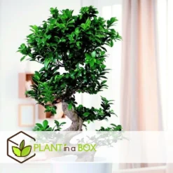 Ficus Ginseng S-shape - Japonaise Bonsai - Pot 20cm - Hauteur 55-65cm -Jardin Harmonie Soldes Boutique 6426d635491757.30711161