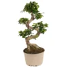 Ficus Ginseng S-shape - Japonaise Bonsai - Pot 20cm - Hauteur 55-65cm -Jardin Harmonie Soldes Boutique 6426d635584568.95618391