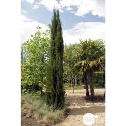 Cupressus Sempervirens Stricta : H. 250/300 Cm -Jardin Harmonie Soldes Boutique 64282 001
