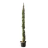 Cupressus Sempervirens Stricta : H. 250/300 Cm -Jardin Harmonie Soldes Boutique 64282 2058661