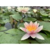Nymphaea 'paul Hariot' -Jardin Harmonie Soldes Boutique 642dbb6529d388.39755850