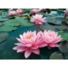 Nymphaea 'pink Sunrise' -Jardin Harmonie Soldes Boutique 642dbb6611b735.27633131
