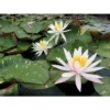 Nymphaea 'arc-en-ciel' -Jardin Harmonie Soldes Boutique 642dbb66603f97.72359324