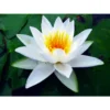Nymphaea 'alba Delicata' 1 Nymphaea 'alba Delicata' -Jardin Harmonie Soldes Boutique 642dbb66bfe2f3.96179974